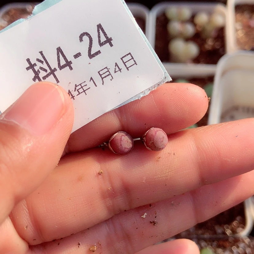 【闪购商品】什****要4-24