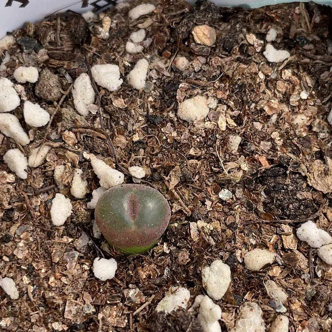 29-13粉女小苗多肉植物