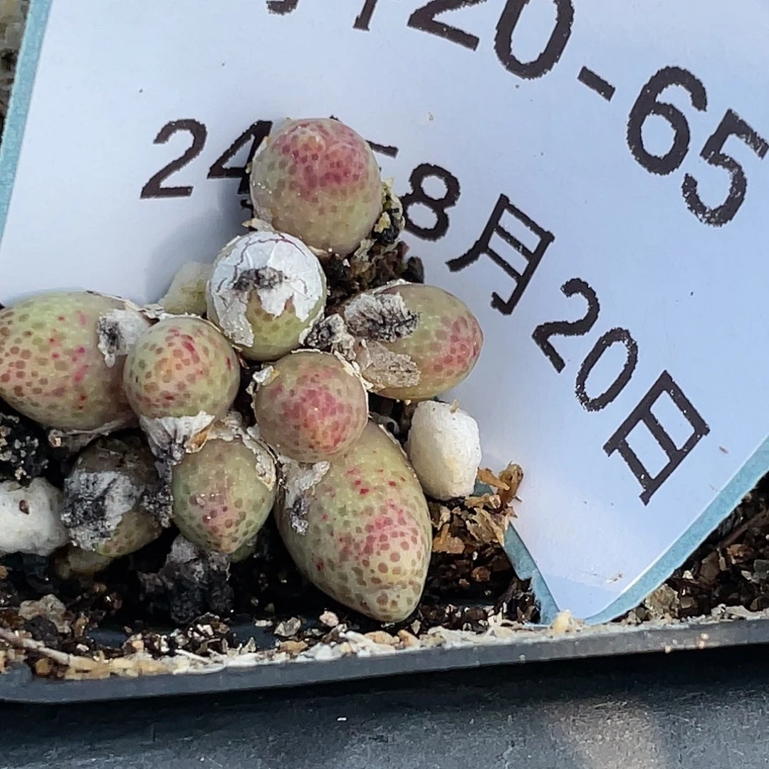 20-65斑马多肉植物