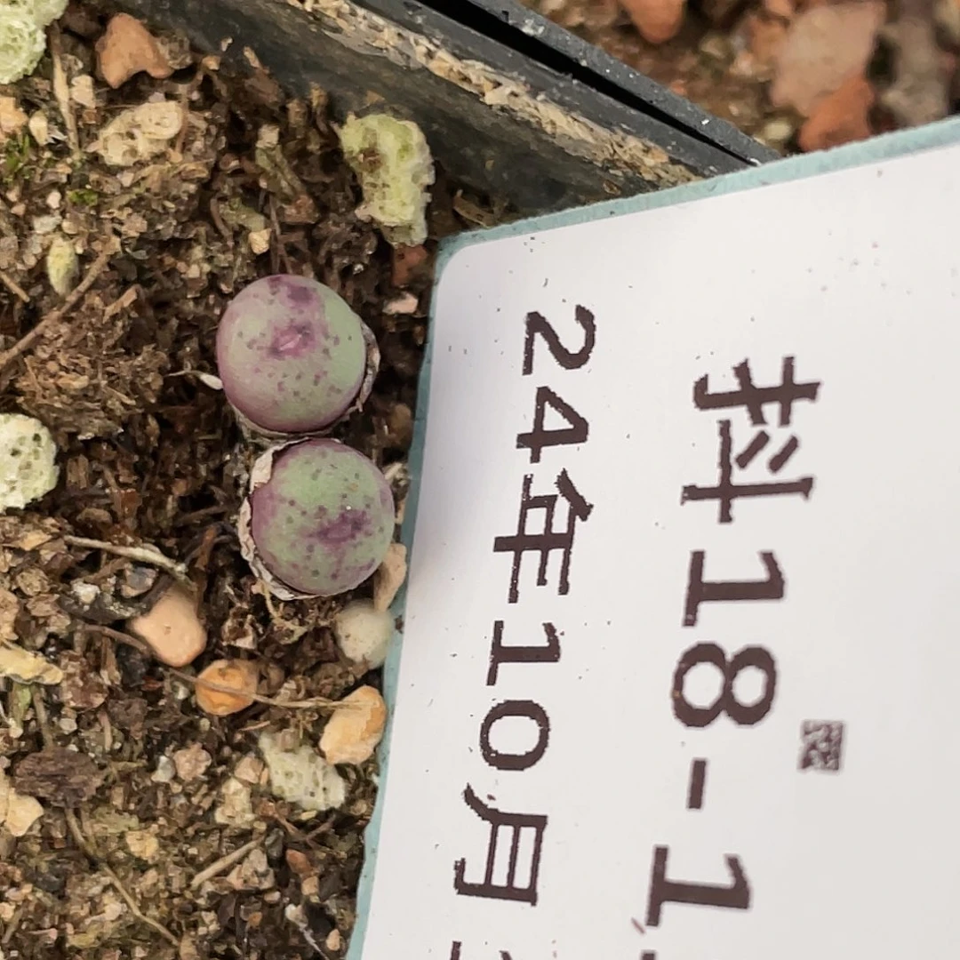 18-117嘴清晰园艺肉锥