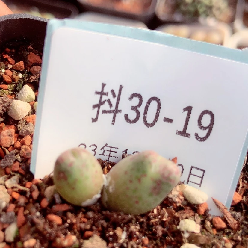 【闪购商品】30-19斑马