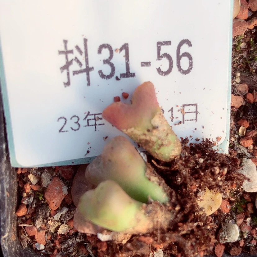 【闪购商品】翻****斯31-56