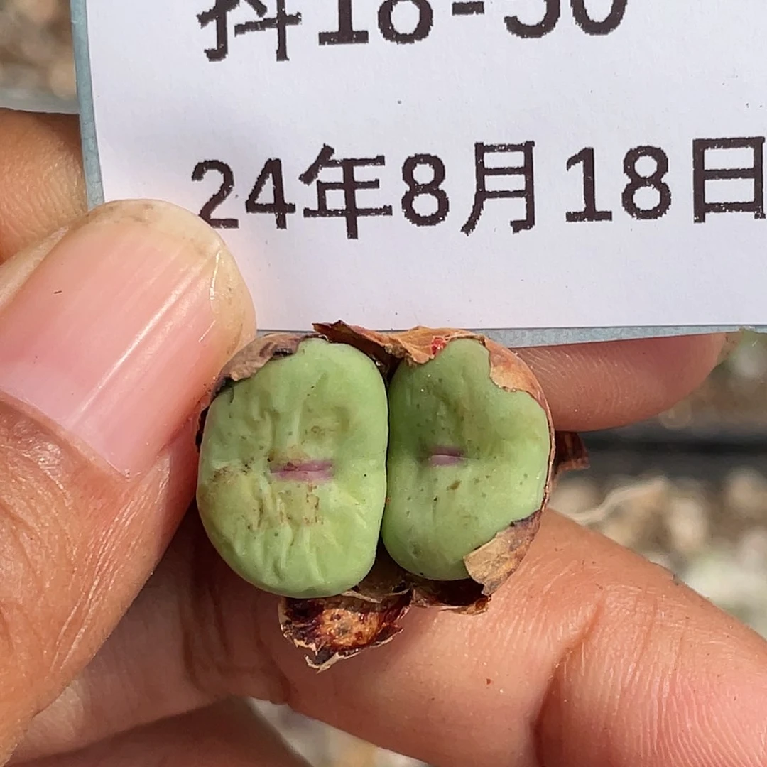 18-50嘴多肉植物
