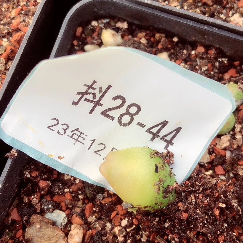 【闪购商品】陈**?28-44