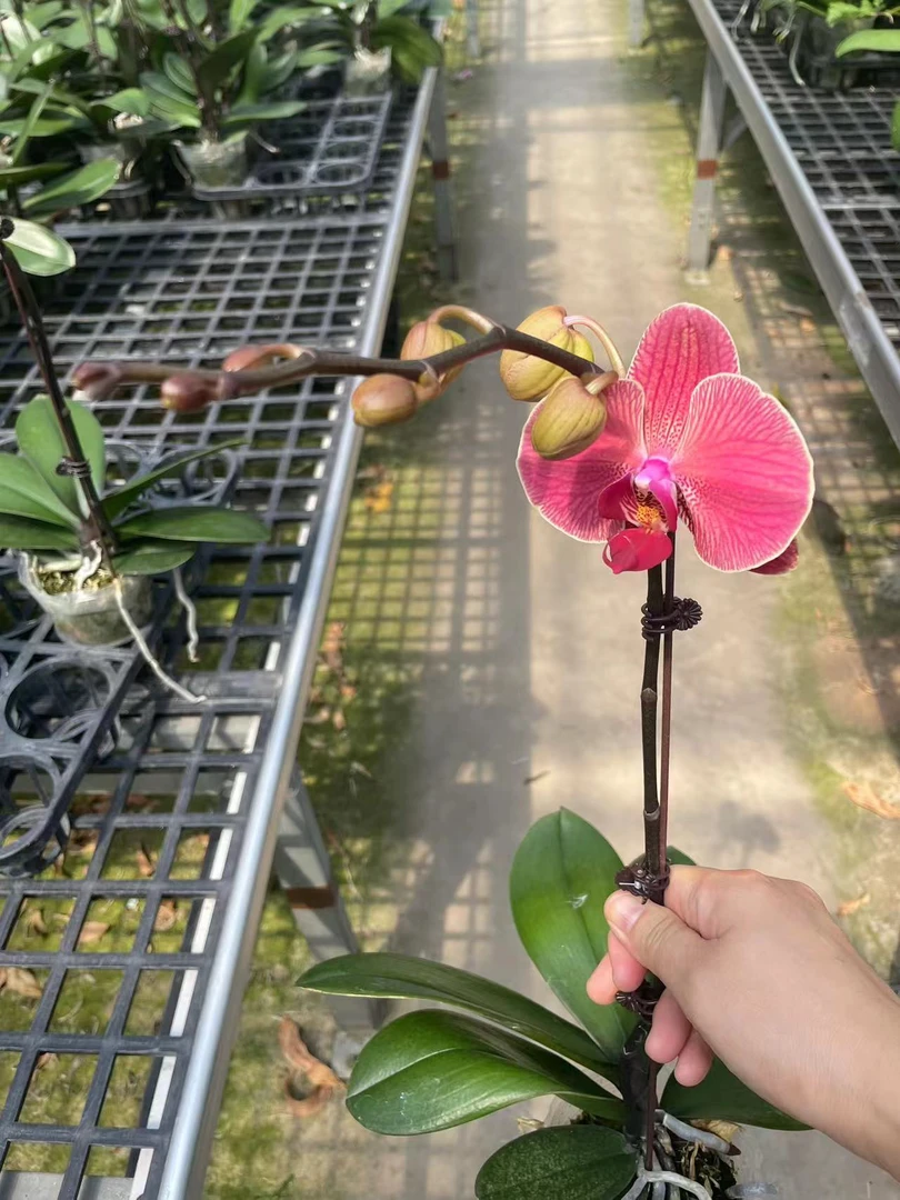 【砂糖桔】橘红色蜡质花蝴蝶兰