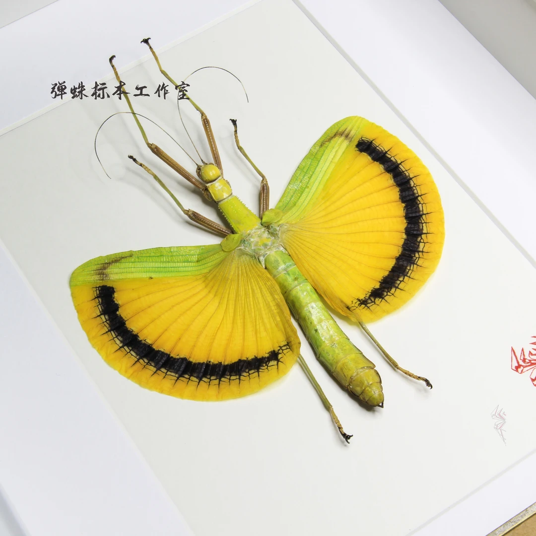 黄伞竹节虫标本收藏品摆件