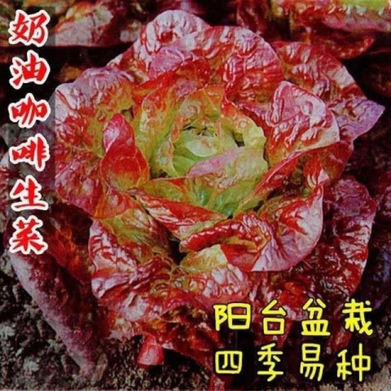奶油咖啡紫生菜种子紫叶生菜籽耐热四季阳台耐寒保健蔬菜种
