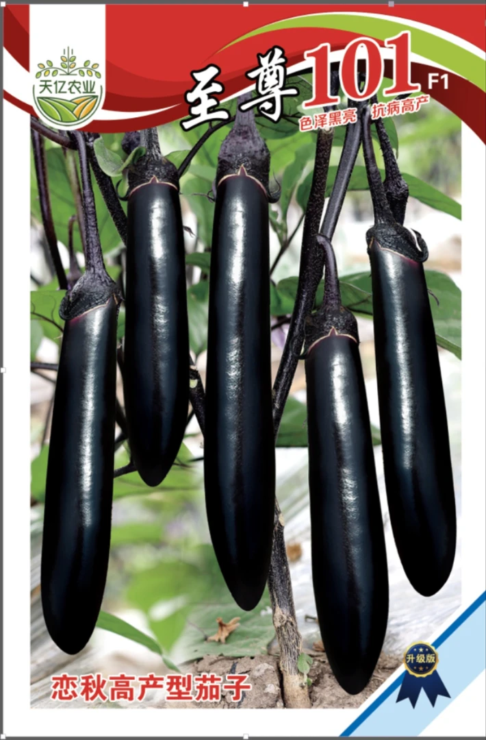 早熟茄子练秋大果紫长茄好吃