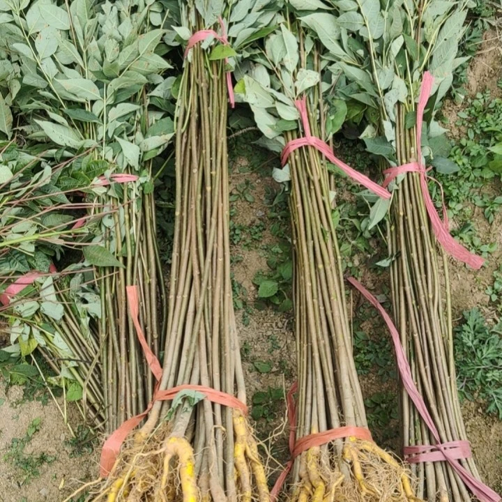 黄柏苗厚皮黄柏苗川黄柏苗黄柏苗批发黄柏苗基地直销