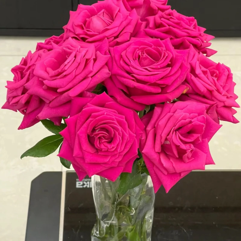 云南玫瑰/弗洛伊德/基地直发水养好养护