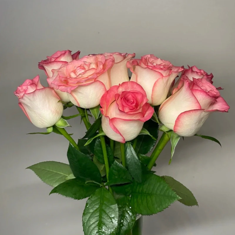 云南玫瑰【艾莎】鲜花基地家用直发室内水养办公装饰花束