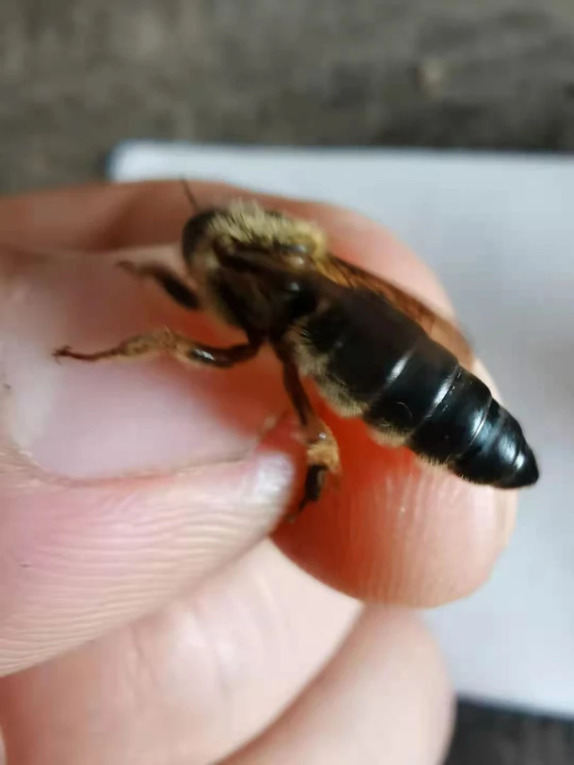 蜂王中蜂蜂王精品蜂王笼中蜂蜂王蜜蜂蜂王蜂王长白山阿坝中蜂王笼