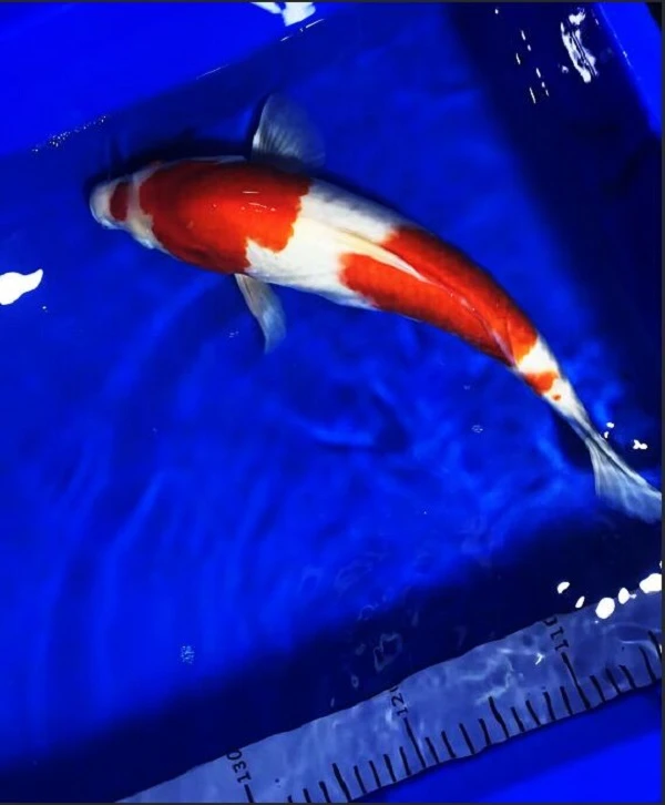 锦鲤活体观赏鱼日系德系红白大正三色锦鲤淡水鱼冷水鱼包邮包活