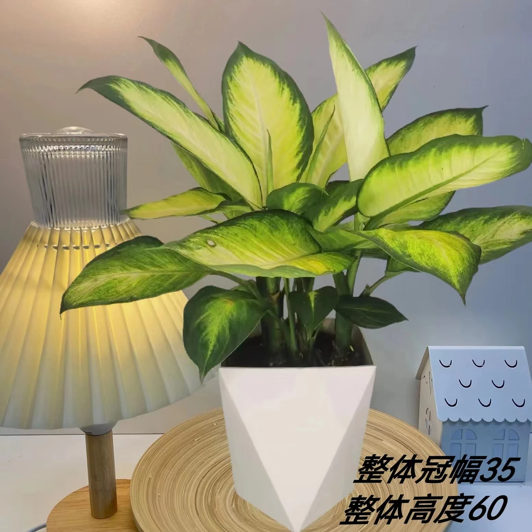 玛丽安绿植客厅办公室净化空气吸甲醛水培存活发货养护存活发货