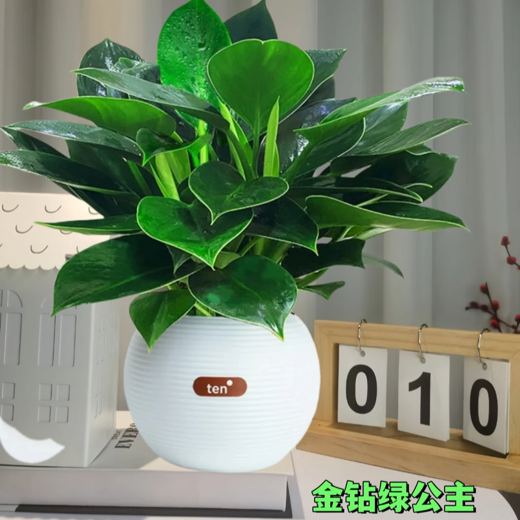 【大叶金钻蔓绿绒】室内桌面趣味清新绿植盆栽好养护花卉美观植物