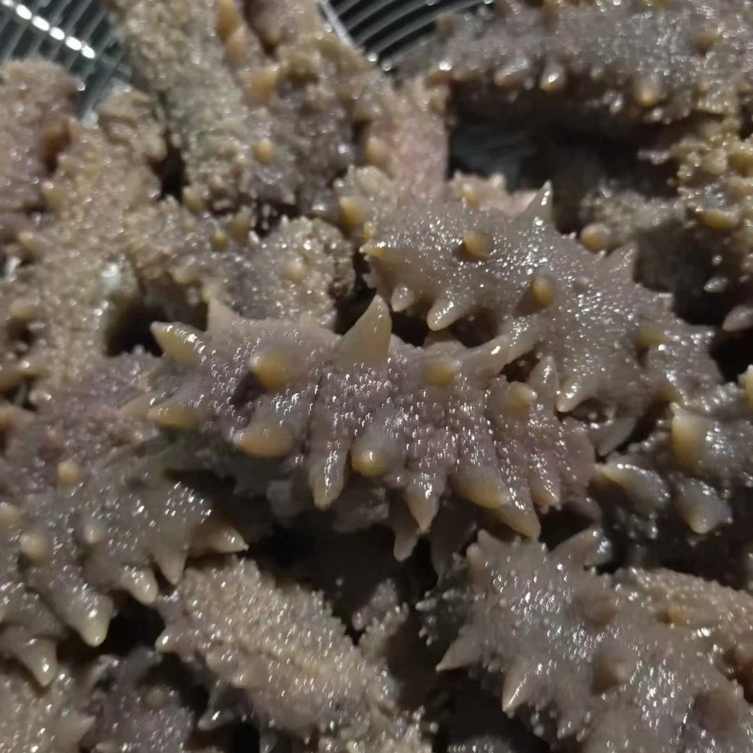 8-12头头/斤大连即食辽刺参，0添加，高品质海参