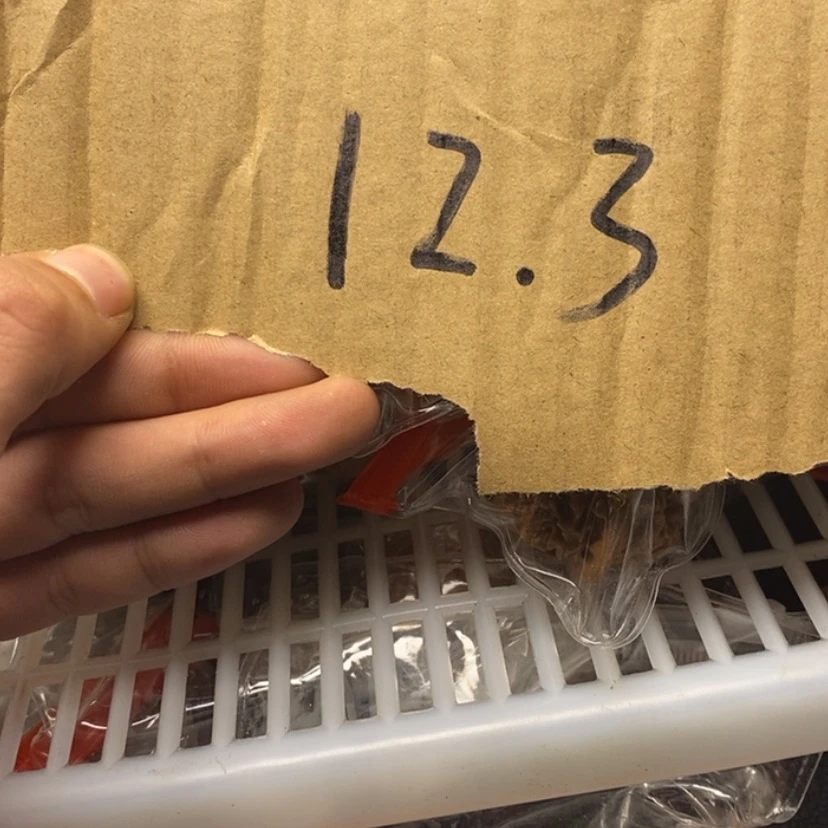 【闪购商品】文玩核桃吊坠3333