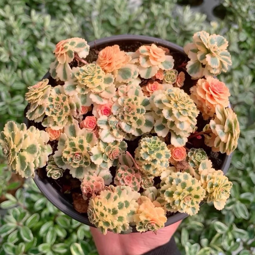 圆盆亚特兰蒂斯锦多肉植物