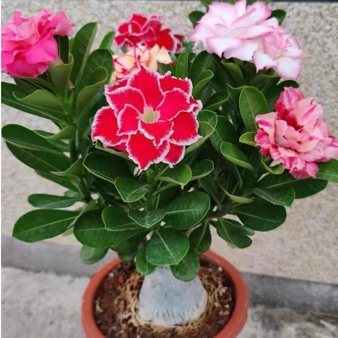 沙漠玫瑰绿色植物
