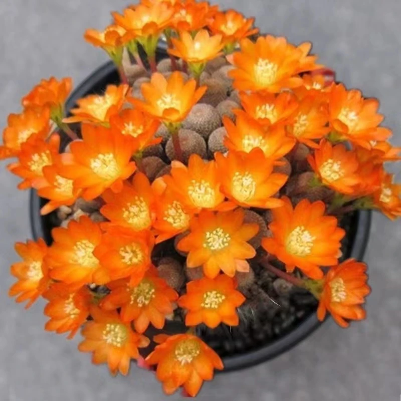 城堡山仙人球多肉植物