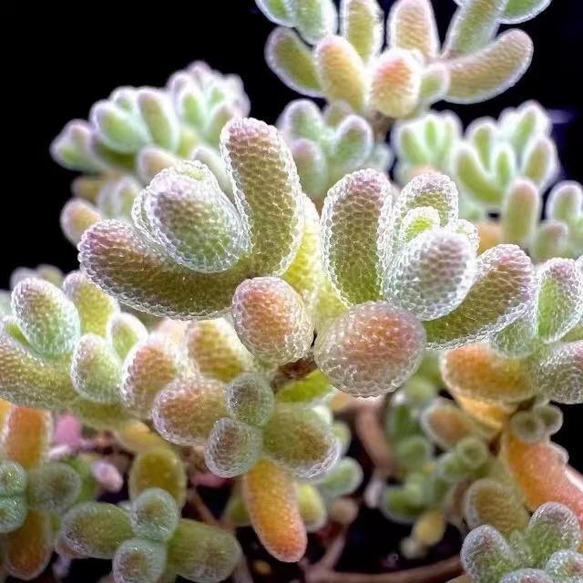 精控粉冰晶枝干多肉植物（满18包邮）