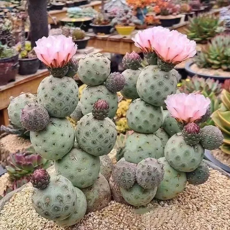 习之野仙人球多肉植物(满18包邮)
