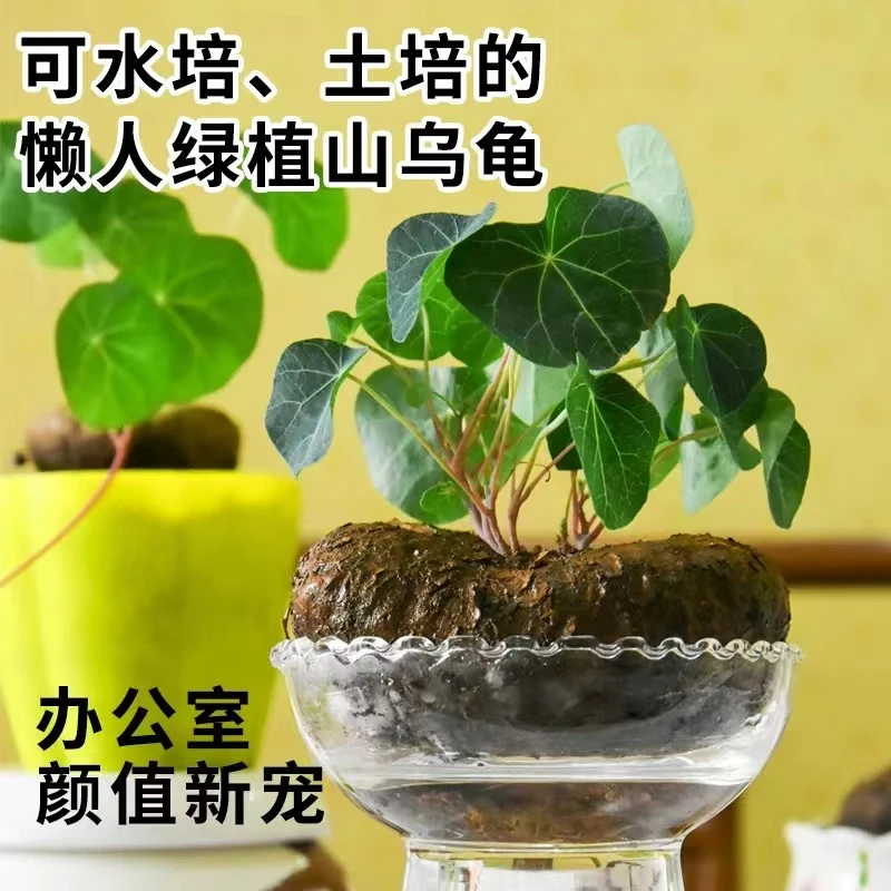 肉斯基山乌龟多肉植物