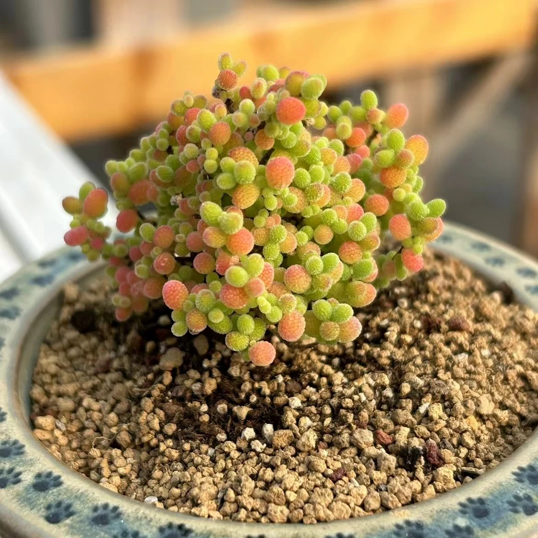 小小米枝干多肉植物（满18包邮）