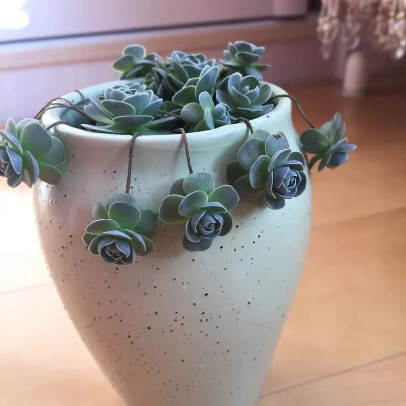 方盆子持莲花多肉植物