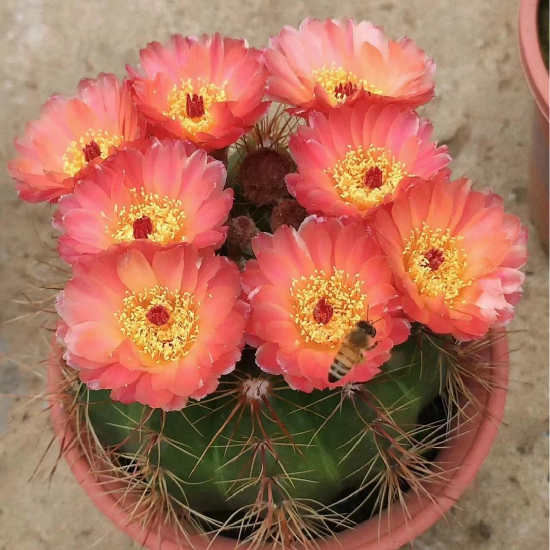 火焰红花青王仙人球（满18包邮）