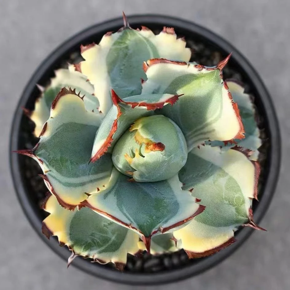 连刺甲蟹锦多肉植物