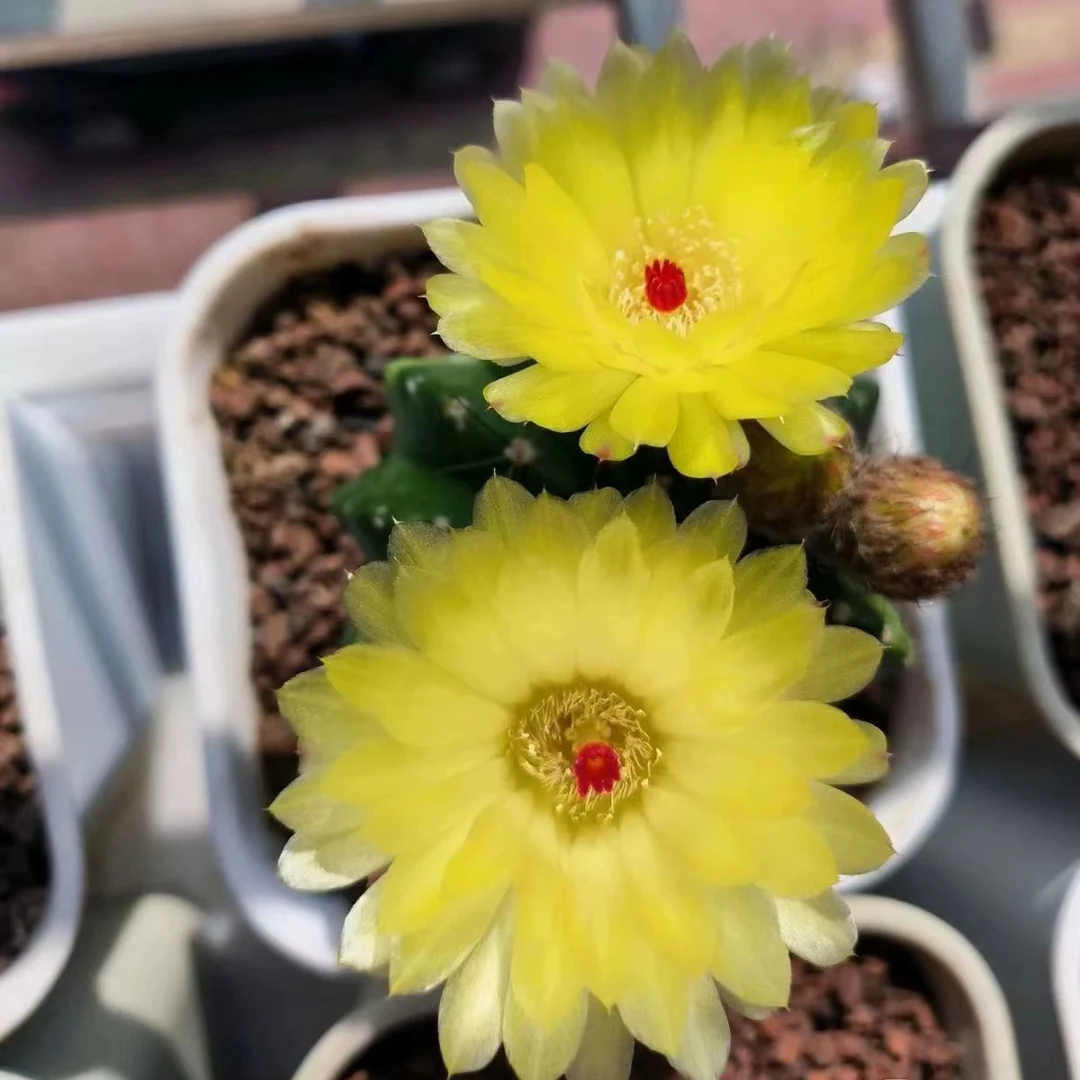 带花苞黄花青王仙人球