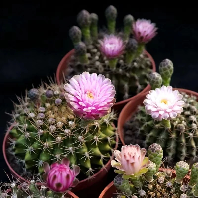 方盆满天星牡丹仙人球多肉植物