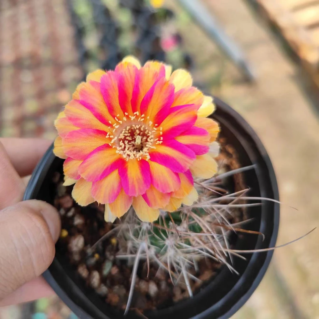 天生狂野仙人球多肉（满18包邮）