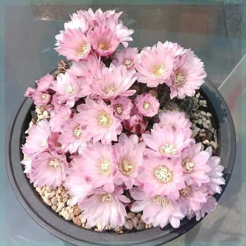 大号樱花罗星丸仙人球