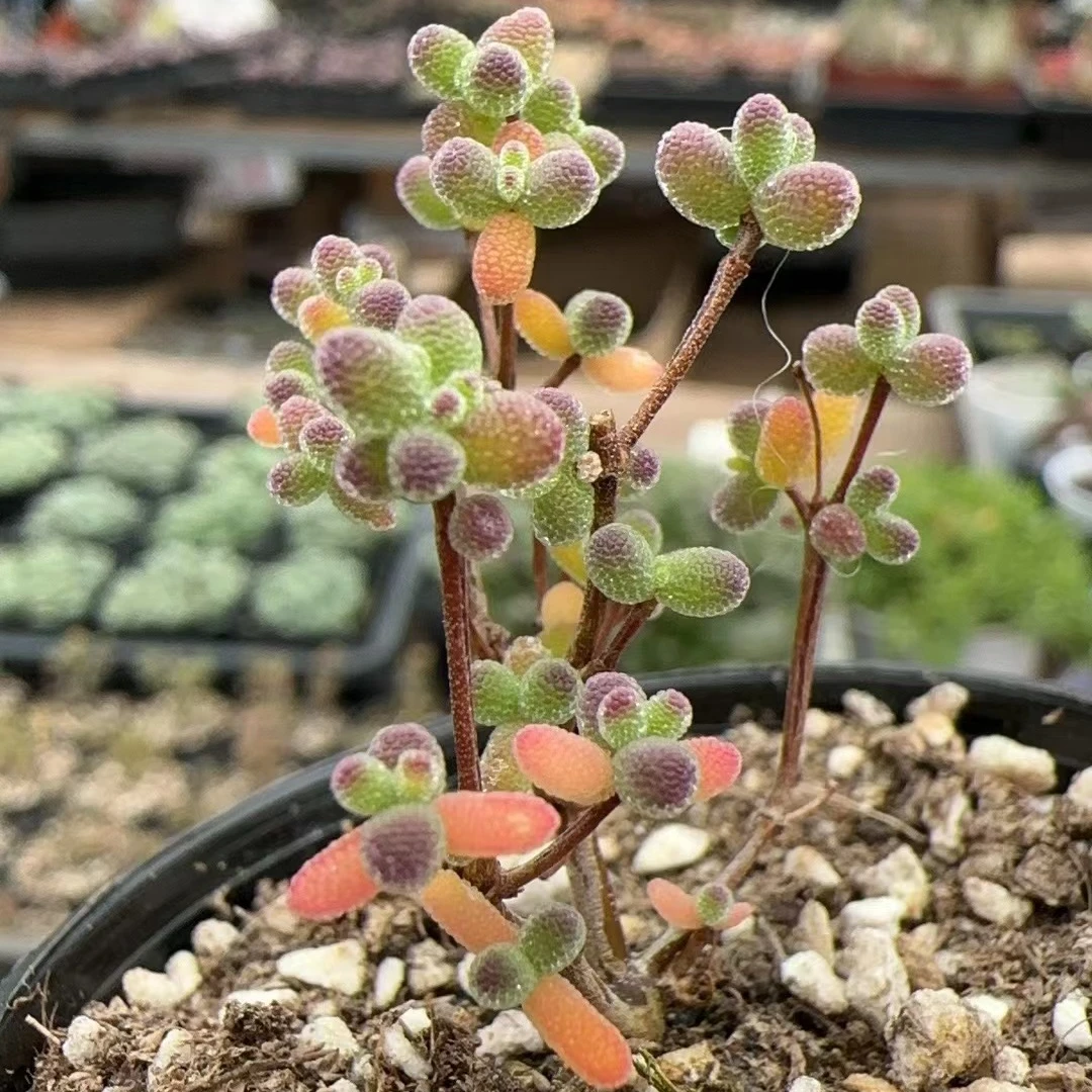 蜜桔糖球枝干多肉【满18包邮】