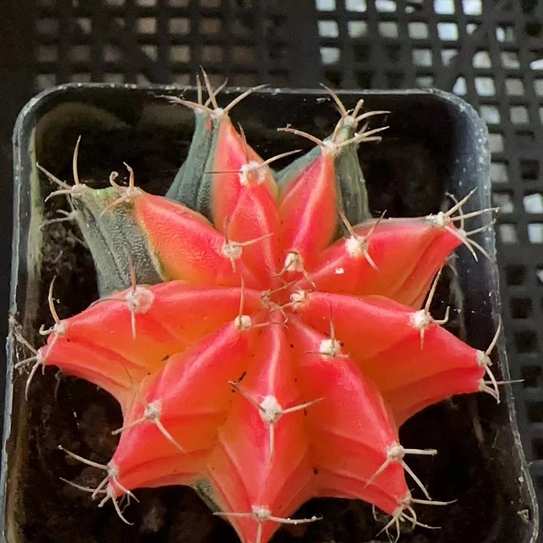 糖果牡丹球球多肉植物