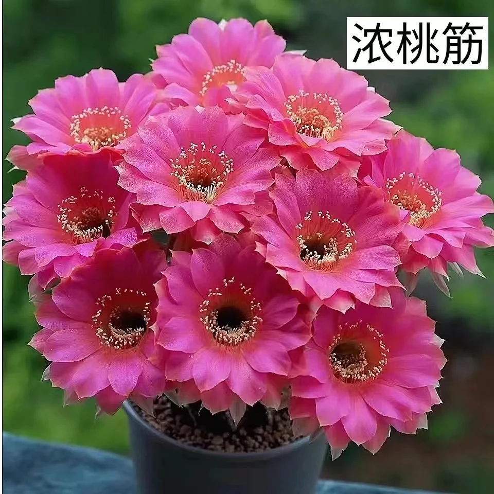 大号浓桃筋仙人球多肉植物