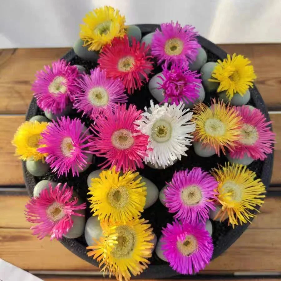 一颗带花苞金玲玉多肉植物