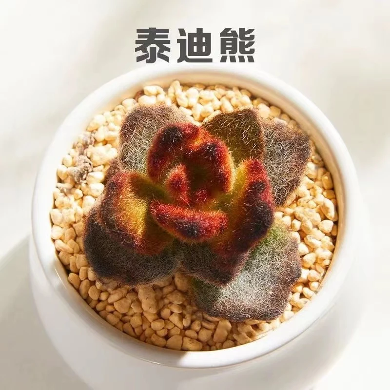 泰迪熊多肉【满18包邮】