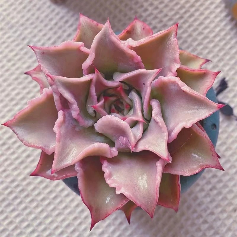 小号饺子皮多肉植物（满18包邮）