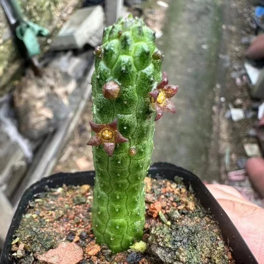 青龙角仙人球多肉植物