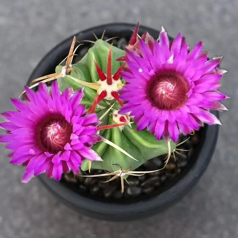 小号日出仙人球多肉植物