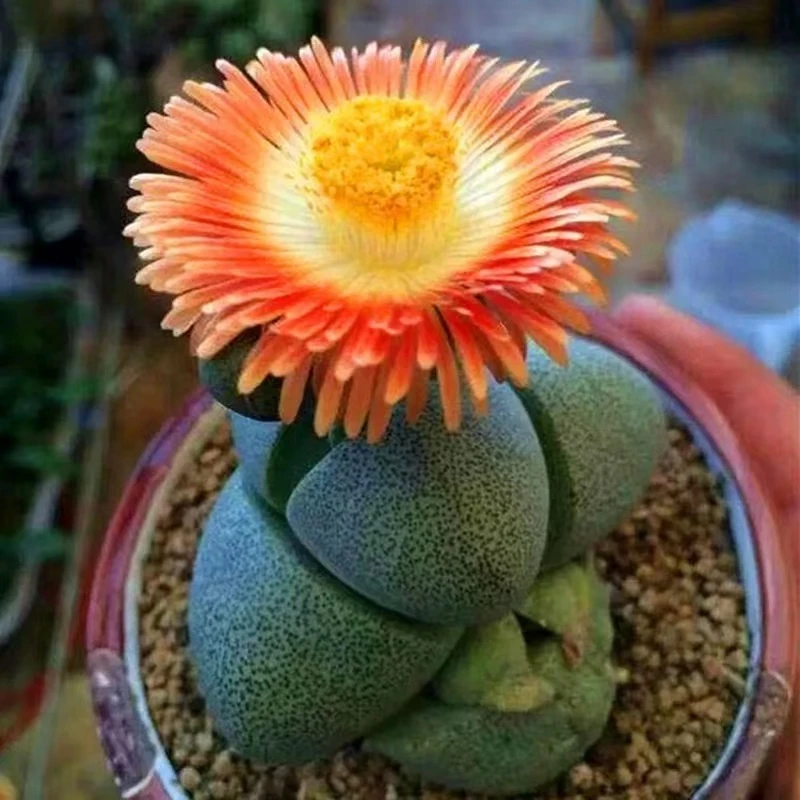 大号绿元宝帝玉多肉植物