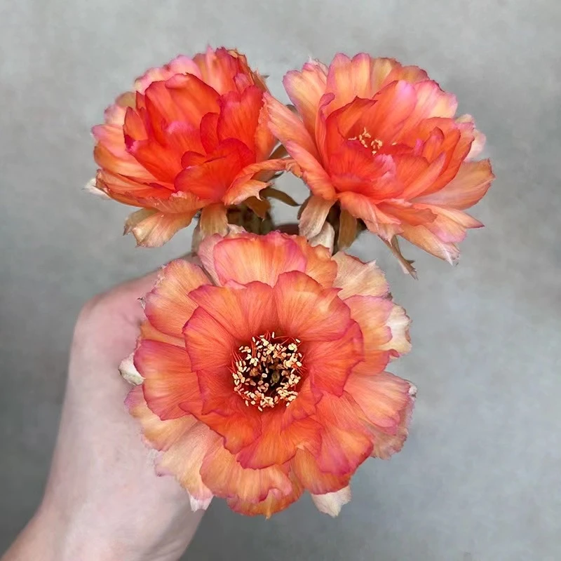 L28丽花仙人球多肉植物