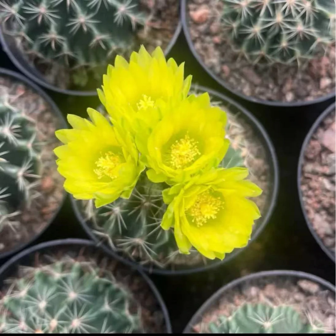 绿花龙王仙人球多肉植物
