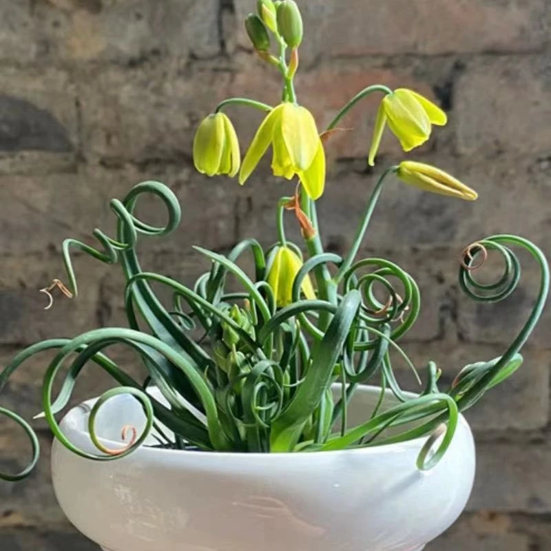 大盆弹簧草多肉植物