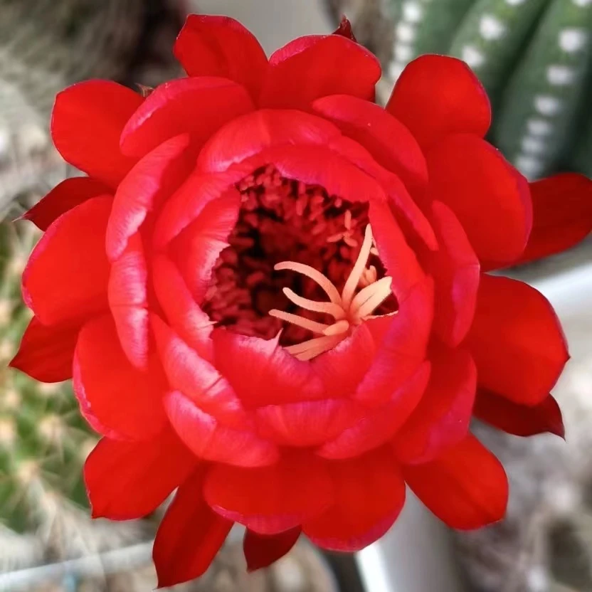 红星毛花柱仙人球(满18包邮)