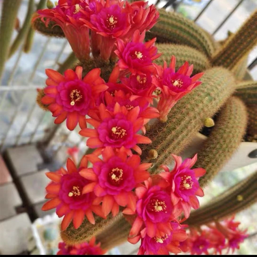 紫水晶金妞仙人球多肉植物