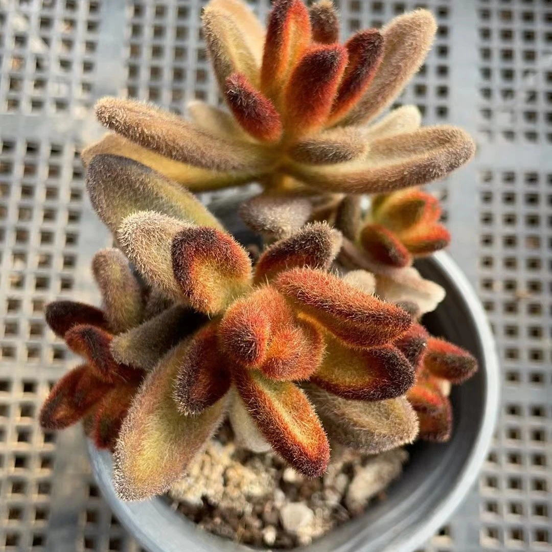 圆盆多头孙悟空多肉植物